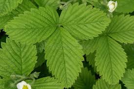 Attēlu rezultāti vaicājumam “Fragaria moschata leaf”