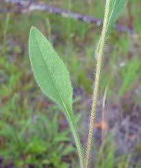 Attēlu rezultāti vaicājumam “Rudbeckia hirta var. pulcherrima”