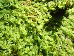 Attēlu rezultāti vaicājumam “Metzgeria furcata”