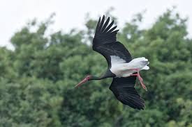 Attēlu rezultāti vaicājumam “Ciconia nigra adult”