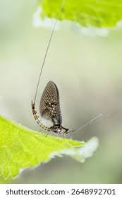 Attēlu rezultāti vaicājumam “Ephemera vulgata”