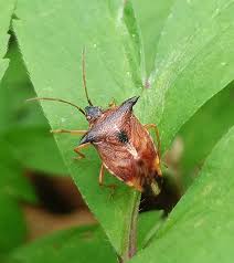 Attēlu rezultāti vaicājumam “Elasmucha ferrugata”