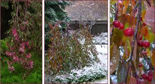 Attēlu rezultāti vaicājumam “Syringa vulgaris fruit”