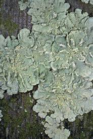 Attēlu rezultāti vaicājumam “Flavoparmelia caperata”