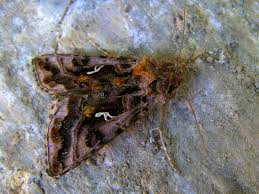 Attēlu rezultāti vaicājumam “Autographa pulchrina”