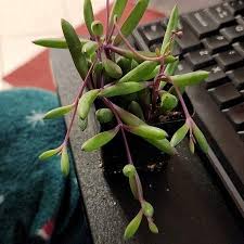 Attēlu rezultāti vaicājumam “Collaria rubens”