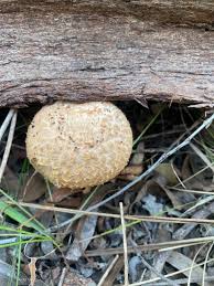 Attēlu rezultāti vaicājumam “Pholiota squarrosoides”