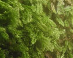 Attēlu rezultāti vaicājumam “Taxiphyllum wissgrillii”