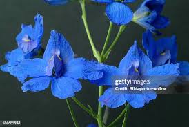 Attēlu rezultāti vaicājumam “Consolida regalis leaf”