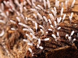 Attēlu rezultāti vaicājumam “Stemonitopsis typhina spores”