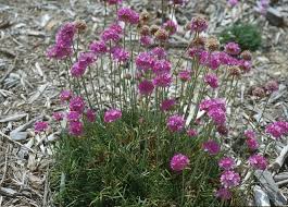 Attēlu rezultāti vaicājumam “Armeria vulgaris leaf”