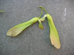 Attēlu rezultāti vaicājumam “Acer saccharinum fruit”