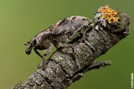 Attēlu rezultāti vaicājumam “Cleonis pigra”