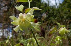 Attēlu rezultāti vaicājumam “Silene baccifera flower”