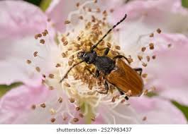 Attēlu rezultāti vaicājumam “Paracorymbia maculicornis”