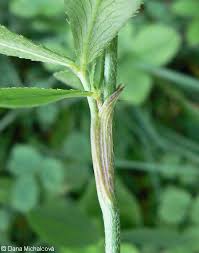 Attēlu rezultāti vaicājumam “Trifolium montanum leaf”