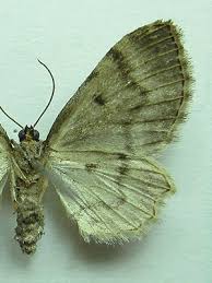 Attēlu rezultāti vaicājumam “Anticollix sparsata”