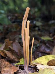 Attēlu rezultāti vaicājumam “Macrotyphula fistulosa var. contorta”