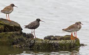 Image result for Tringa erythropus