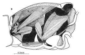 Attēlu rezultāti vaicājumam “Potosia cuprea imago”