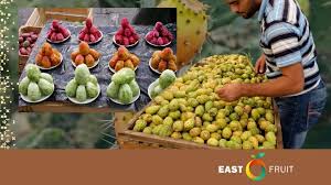 Attēlu rezultāti vaicājumam “Carex dioica fruit”