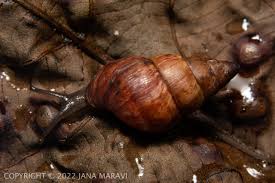 Attēlu rezultāti vaicājumam “Amaurochaete atra macro”