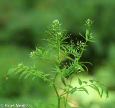 Attēlu rezultāti vaicājumam “Cardamine impatiens”