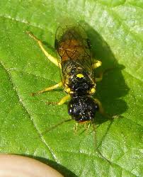 Attēlu rezultāti vaicājumam “Pamphiliidae”