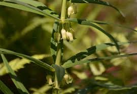 Attēlu rezultāti vaicājumam “Polygonatum verticillatum bud”