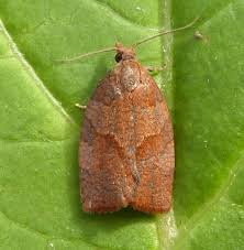 Attēlu rezultāti vaicājumam “Pandemis cinnamomeana female”