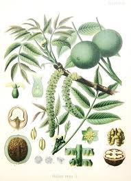 Attēlu rezultāti vaicājumam “Juglans”