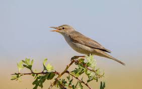 Image result for Hippolais pallida