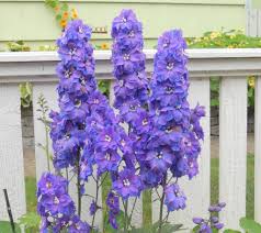 Attēlu rezultāti vaicājumam “Delphinium elatum  fruit”