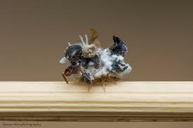 Attēlu rezultāti vaicājumam “Myrmeleontidae larva”