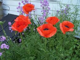 Image result for Papaver orientale