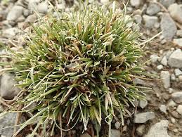 Attēlu rezultāti vaicājumam “Carex chordorhiza”