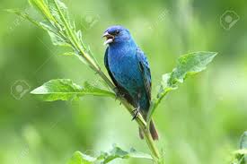 Image result for Passerina cyanea