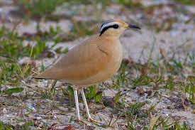 Image result for Cursorius cursor