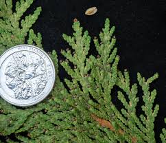 Attēlu rezultāti vaicājumam “Thuja occidentalis leaf”