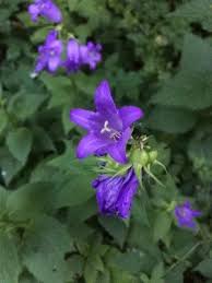 Attēlu rezultāti vaicājumam “Campanula latifolia”