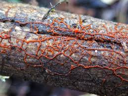 Attēlu rezultāti vaicājumam “Willkommlangea reticulata spores”