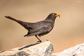 Attēlu rezultāti vaicājumam “Turdus merula male”