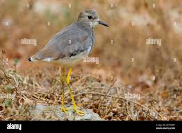 Image result for Vanellus leucurus