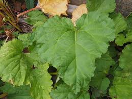 Attēlu rezultāti vaicājumam “Rheum rhabarbarum”