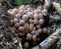 Attēlu rezultāti vaicājumam “Collybia acervata”