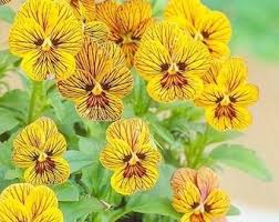 Attēlu rezultāti vaicājumam “Viola x williamsii”