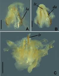 Attēlu rezultāti vaicājumam “Polypogon tentacularius male”