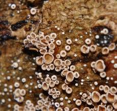 Attēlu rezultāti vaicājumam “Badhamia sp.”