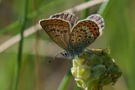 Attēlu rezultāti vaicājumam “Plebejus argus female”