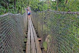 Image result for PONT DE SINGE